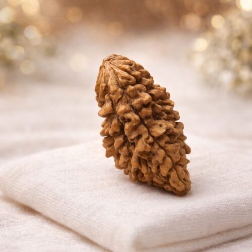 Original Ek Mukhi Rudraksha – Rare Shiva Bead for Wealth, Focus & Divine Energy