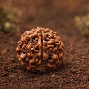 8-mukhi-rudraksha-ganesha-rudraksha-original-bead-for-success-confidence-obstacle-removal