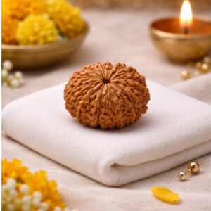 12-mukhi-rudraksha-surya-rudraksha-for-confidence-leadership-success
